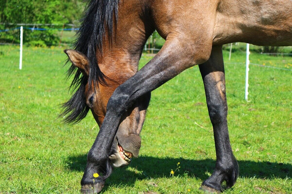 Dermatitis im Fr&uuml;hjahr behandeln, bevor es zu sp&auml;t ist